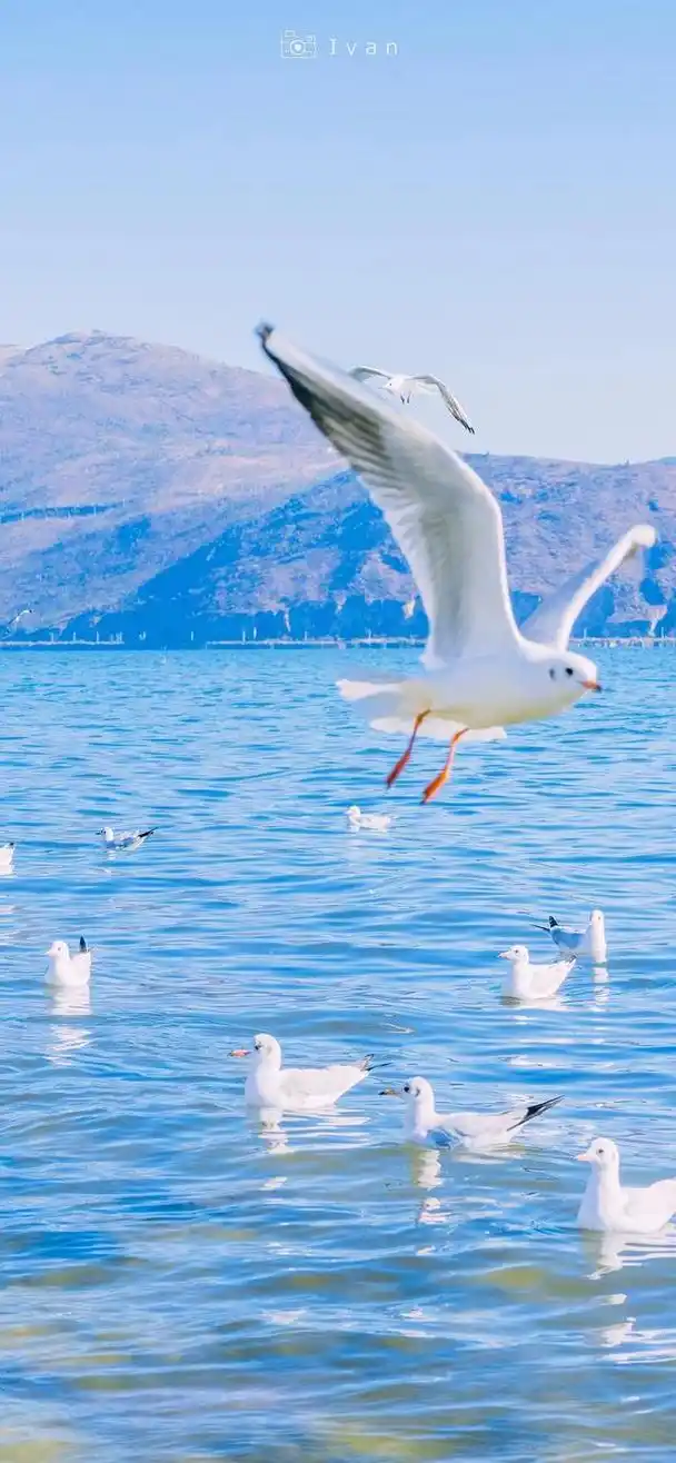 海鸥壁纸,海鸥是大海的心灵,是天空的诗人
