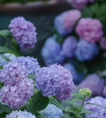 清新迷人的绣球花,图片大全,高清,图库-回车桌面