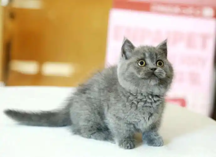 英短蓝猫曼基康找家