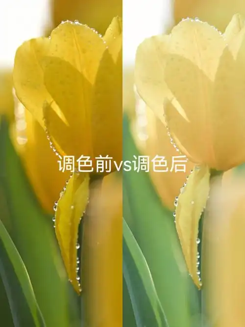 郁金香调色教程2