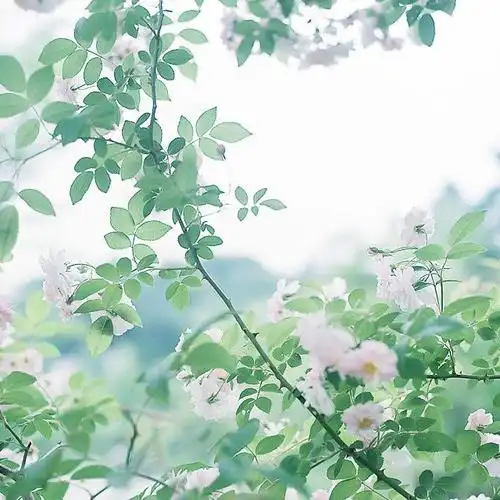 日系小清新意境淡淡的绿色图片