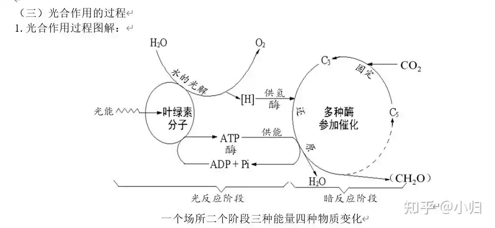 高中生物光合作用精讲·1 看这一份就够了! - 知乎