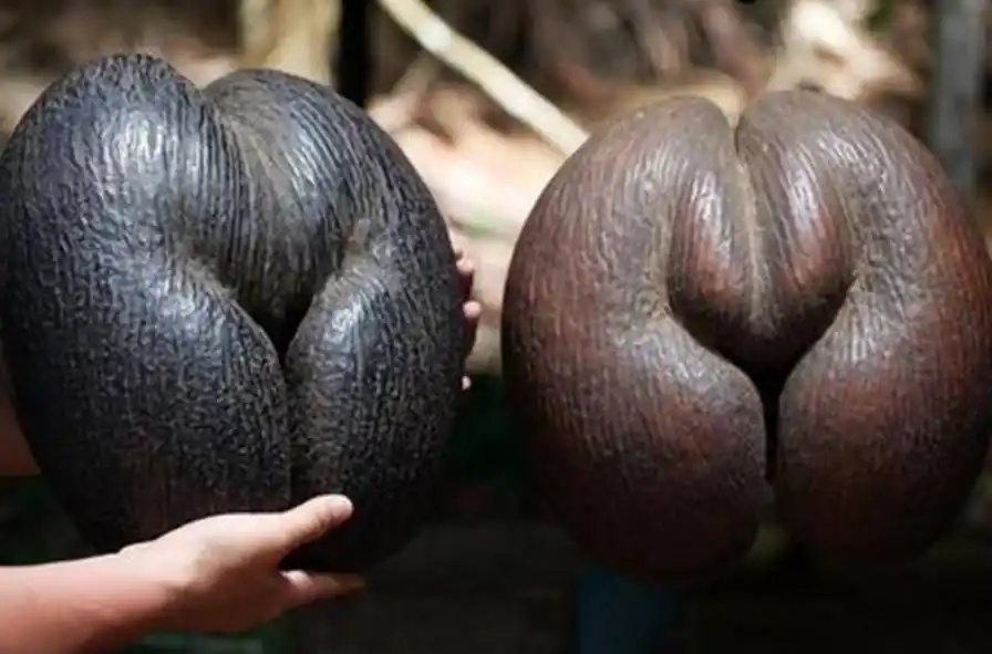 世界上最奇葩的水果:图3颜色很诡异,最后一个象征爱情!