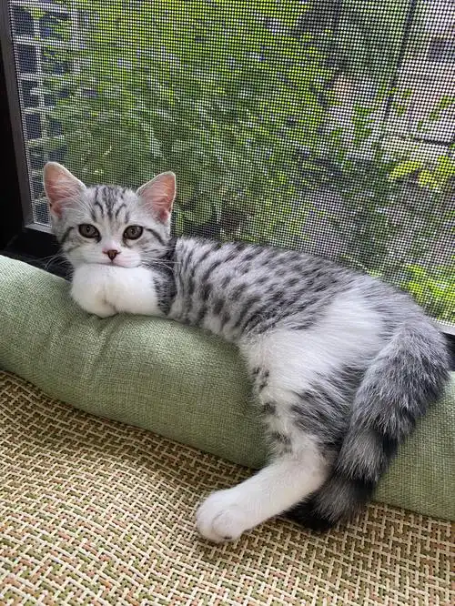 美短  好喜欢我的壮壮,对她最大的期许就是能健健康康长大.