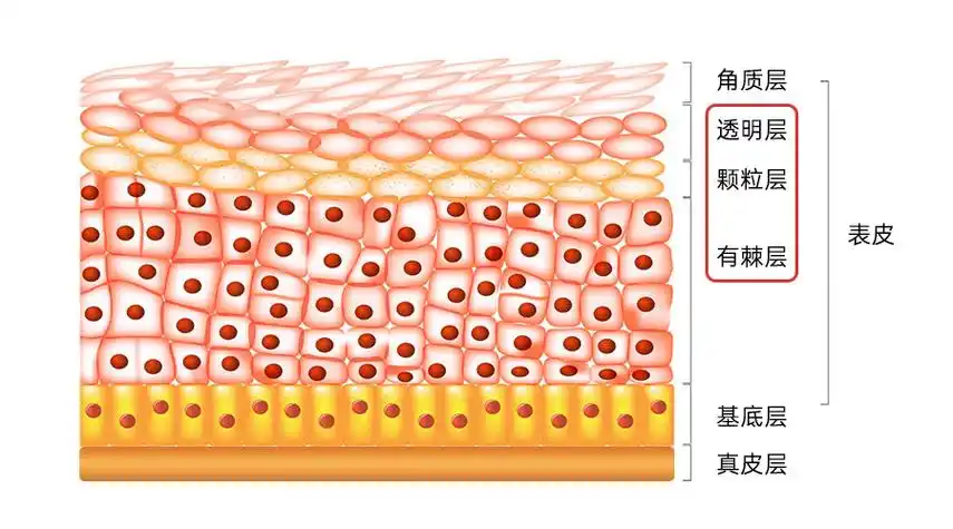 表皮层是皮肤的最外层,由5-15层角质细胞和角层脂质组成,可以分为角质