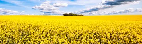 油菜花田,风景秀丽 桌布 - 3840x1200 双屏全景