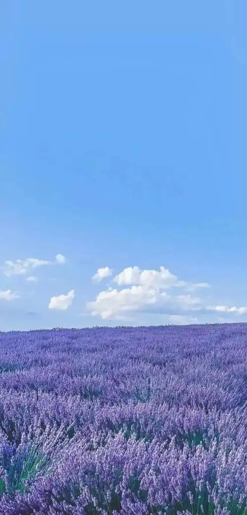 高清壁纸植物花卉治愈养眼小清新唯美