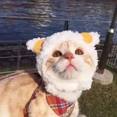 猫咪头像可爱卖萌2020精选白白胖胖充满希望