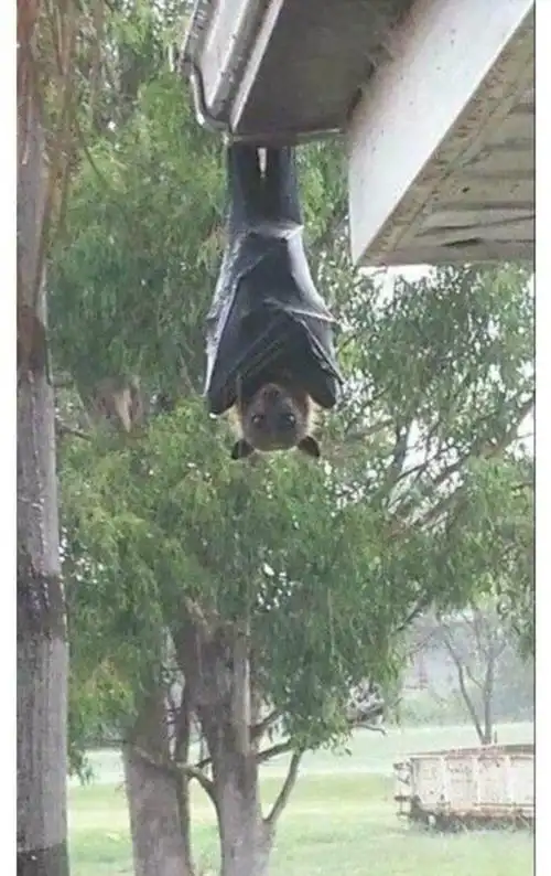 世界上最大的蝙蝠双翼张开18米网友吓到尿裤子