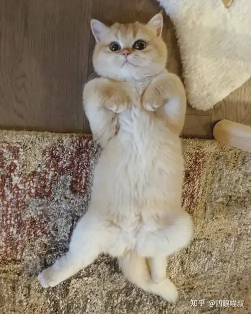 广州哪里买金渐层便宜