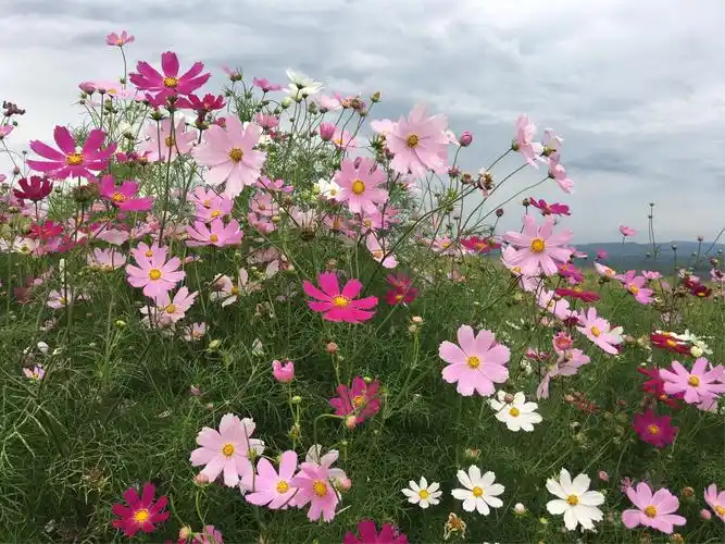 美丽的格桑花随处可见