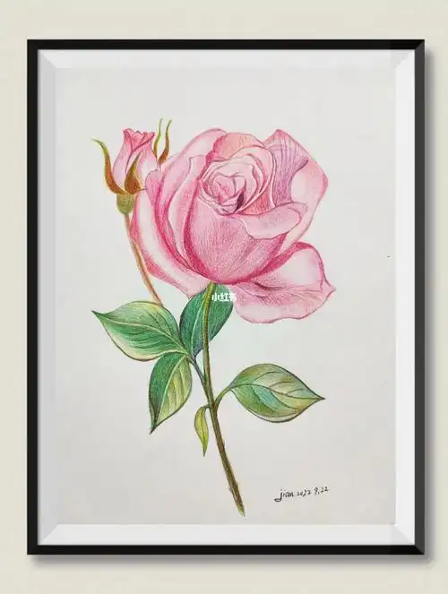 彩铅临摹  #彩铅手绘  #每日一画  #彩铅玫瑰 #辉柏嘉彩铅