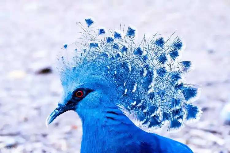 世界十大最美丽的动物-旺易创业