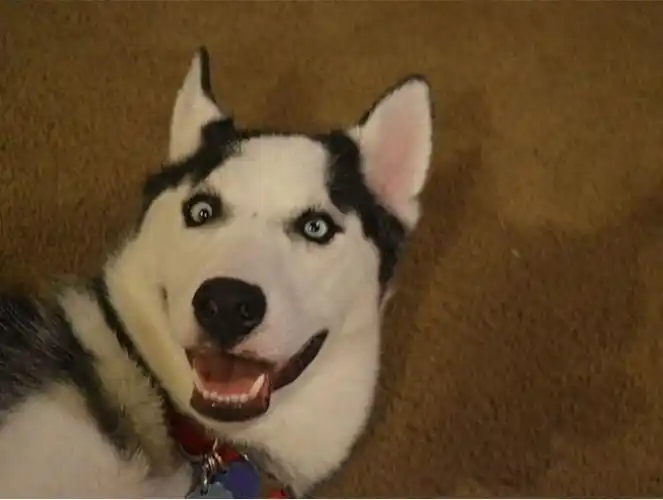 斗鸡眼的萌宠们怎么看怎么好笑