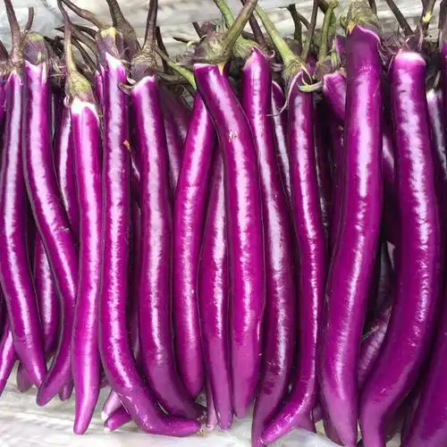 茄子种子种籽菜苗幼苗线茄蔬菜四季苗秧秧苗家庭园艺种子