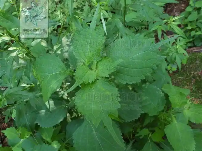 展开全部 尾叶香茶菜