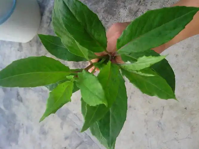 大家看看这种是什么草?