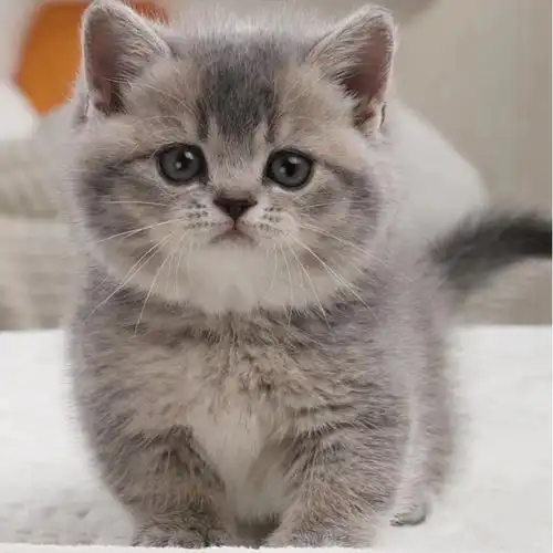 纯种曼基康矮脚猫幼崽猫舍活物英短幼猫活体宠物猫咪蓝猫血统布偶