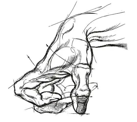 手部结构肌肉及画法