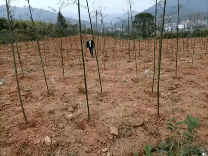 脱贫攻坚闪石乡雷竹基地种植忙增产增收助脱贫