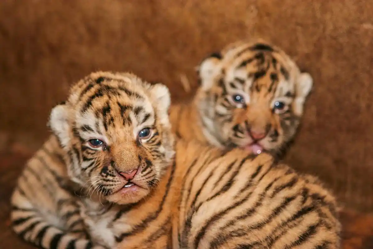 老虎小时候也太可爱了,奶凶奶凶的[亲吻][亲吻][亲吻]#小老虎