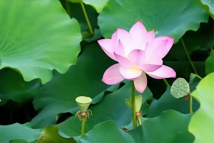 30首唯美荷花诗词,让诗意的荷花给你带来夏日的美好