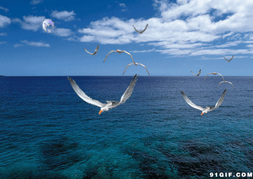 其它 海鸥在一望无际的大海上,海鸥高傲地飞翔.