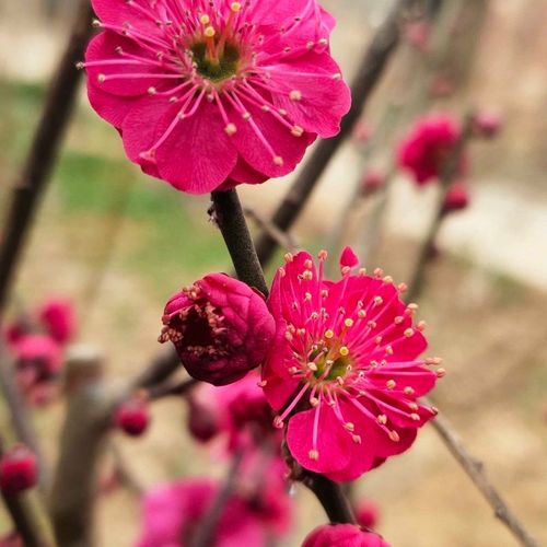 红须朱砂梅,梅花珍稀品种.花正红色,红须红花,美人梅,榆叶梅
