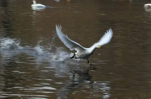 慢门拍天鹅飞板