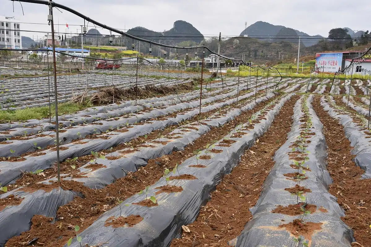 平元村种植农民专业合作社蔬菜基地里,刚移栽的茄子苗正在茁成长.