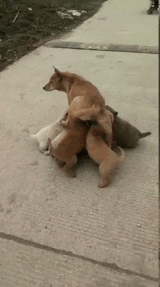 搞笑动图gif明目张胆,令人发指