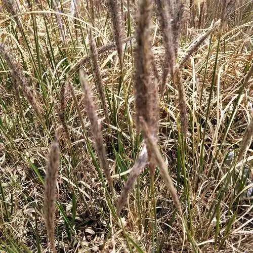 白茅根的功效与作用中药与植物之白茅根