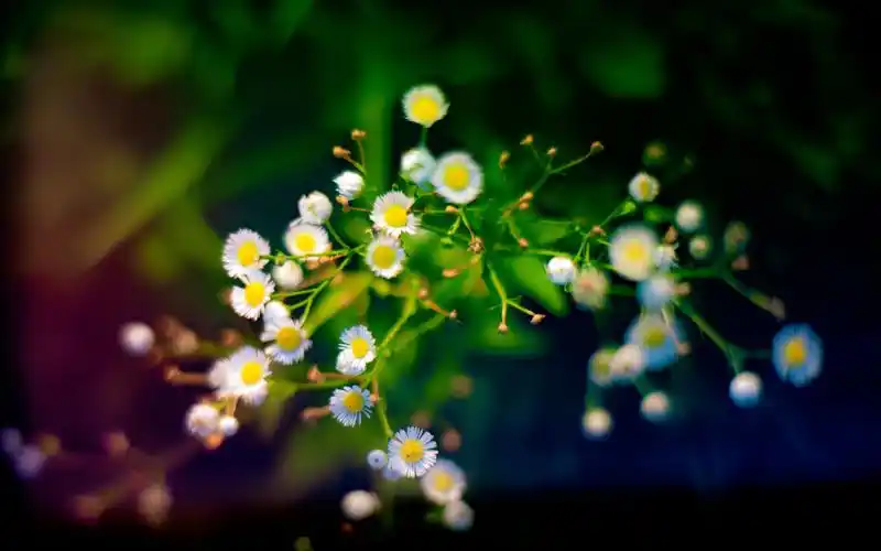 清新淡雅的花卉图片电脑壁纸 _ 图片网