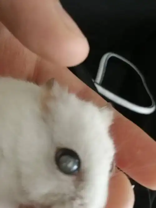 仓鼠的眼睛怎么了