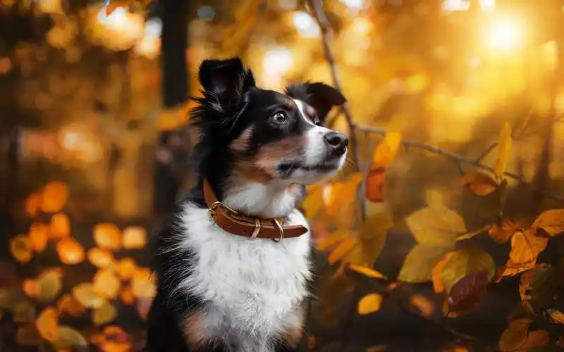 宠物摄影唯美高清电脑桌面壁纸_动物壁纸_壁纸下载_美桌网