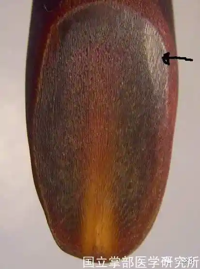 犀牛角的鉴别知识