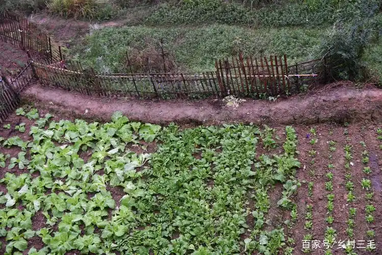 在农村,生活的幸福感取决于自己对生活的态度以及努力的程度!
