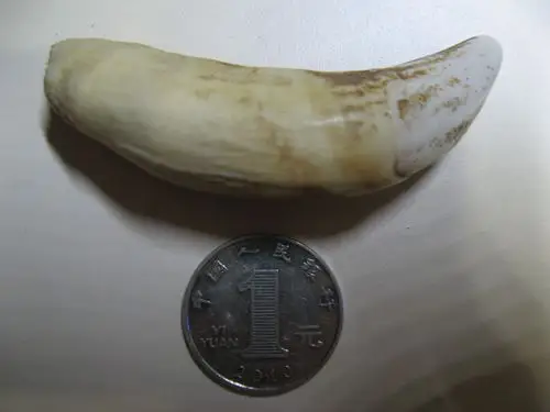 这颗虎牙是真的吗?长度七厘米多.如图.