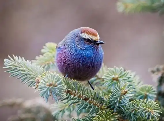 世界上最美的雀花彩雀莺独一无二简直太美了