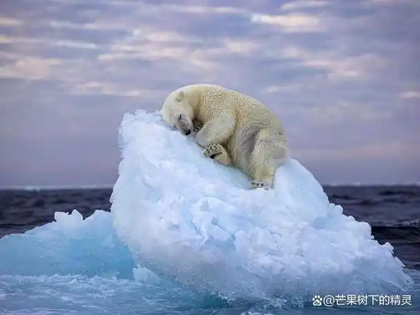 打盹的北极熊获得野生动物摄影奖