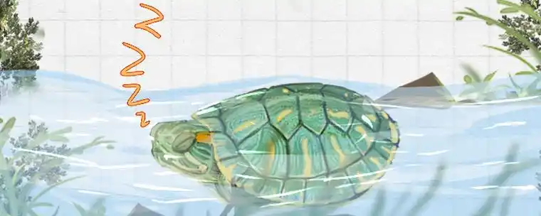 巴西龟冬眠什么时候醒冬眠后什么时候吃东西