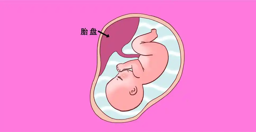 胎儿在子宫中发育,依靠胎盘从母体取得营养,而双方保持相当的独立性.