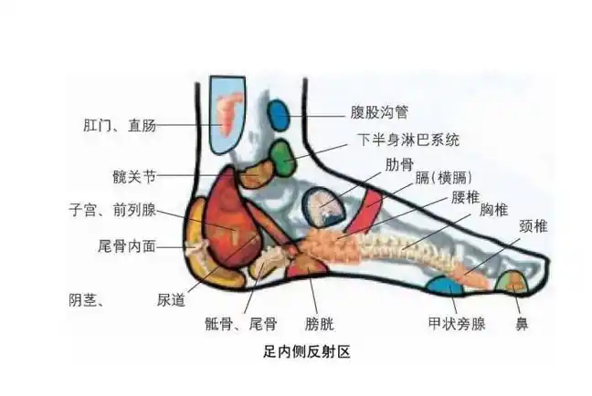 人体足部反射区示意图-人体解剖图