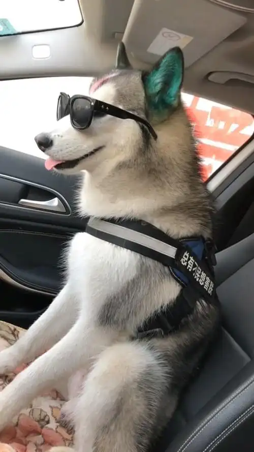 墨镜一戴,我就是最帅气的狗子.#萌宠搞笑