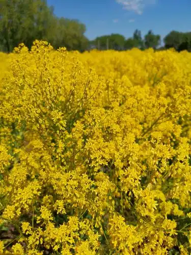 ▼香气袭人的板蓝花