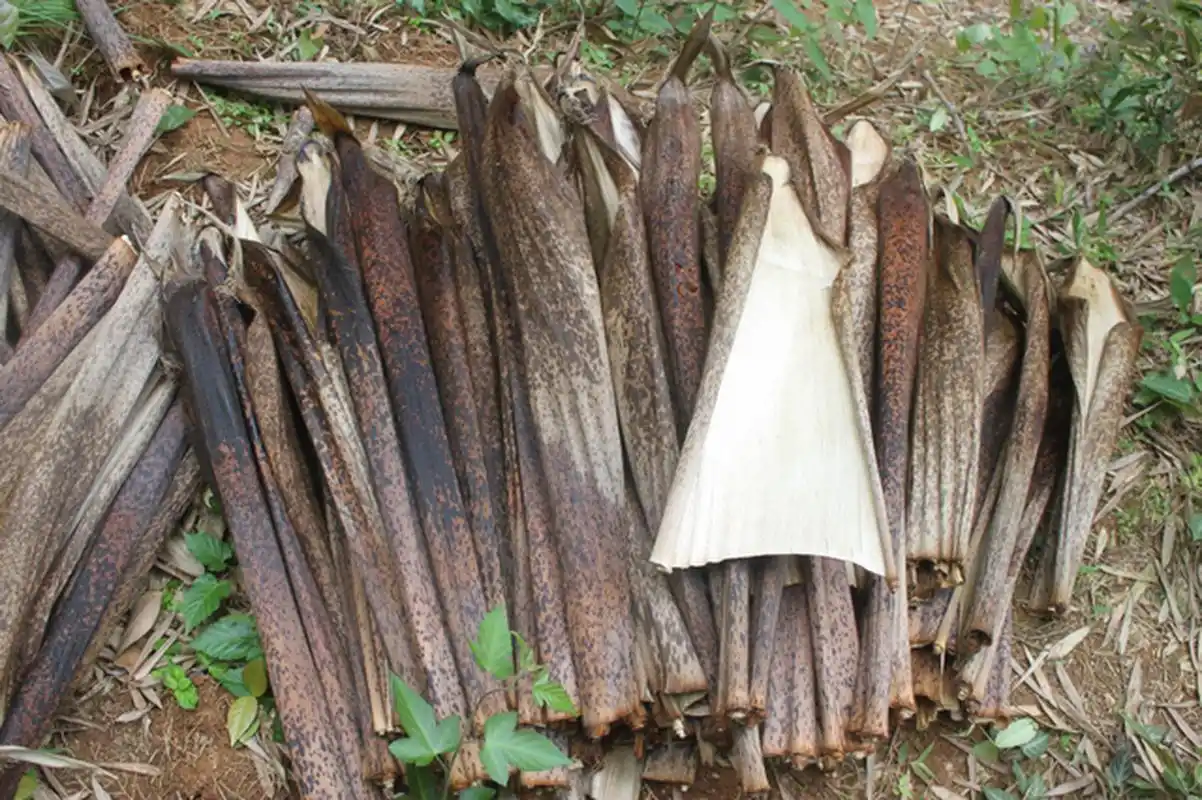 笋壳叶在农村具有多种用途,包括作为天然肥料,动物饲料,编织材料,防虫