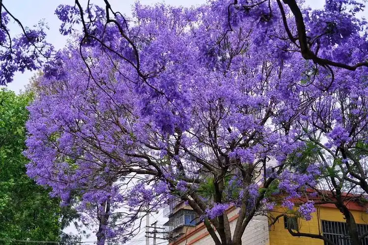 春城蓝花楹|摄影|风光摄影|简洛_原创作品-站酷zcool