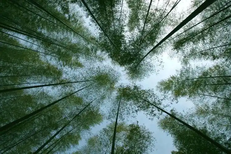 十面埋伏 br /> 十面埋伏的竹林,透着江湖杀气.