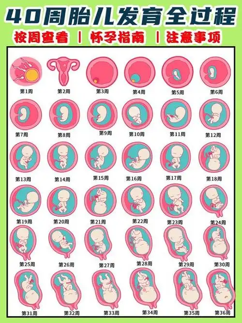 保证安全!最新孕周胎儿大小对照表"千山万水"-第1张图片-西安论坛资讯