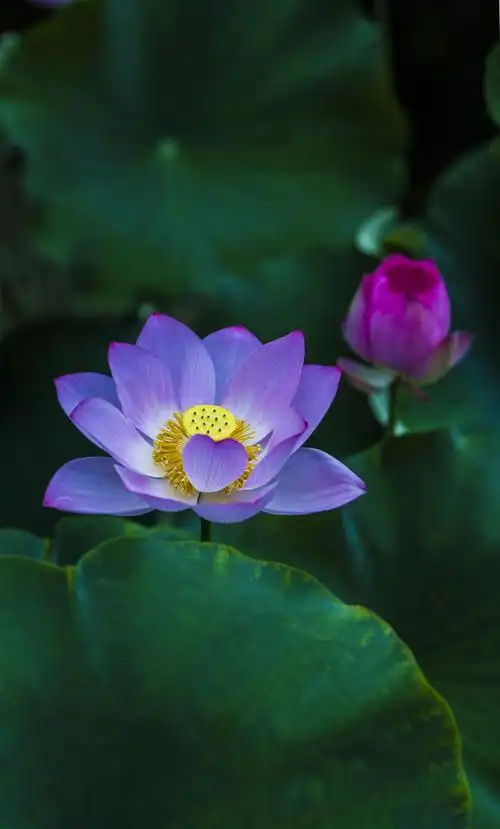 五月是红色的五月,也是荷花盛开的季节,荷花不仅是人们喜欢观赏,它